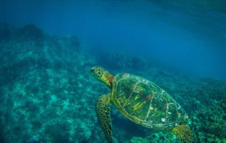 Discover the Best of Maui: 14 Must-Do Activities Discover the Best of Maui: 14 Must-Do Activities