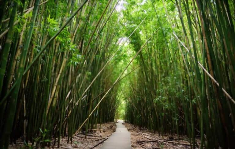 Discover the Best of Maui: 14 Must-Do Activities Discover the Best of Maui: 14 Must-Do Activities