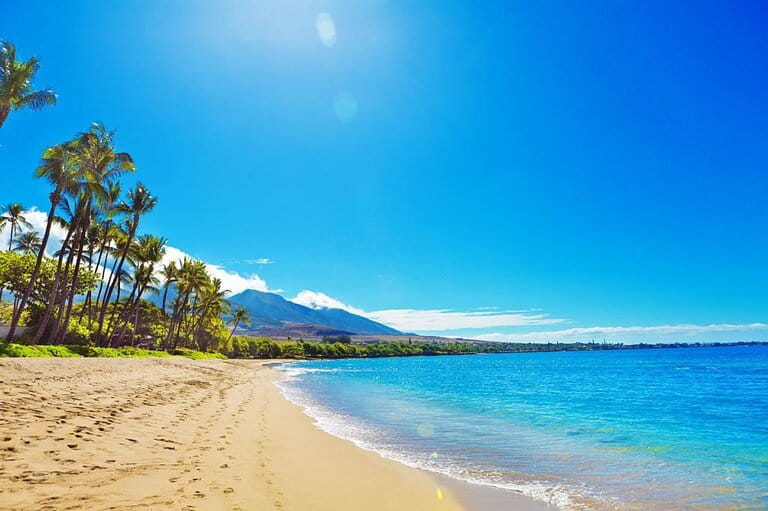 breathtaking image of Maui beach with coconut trees along the coast