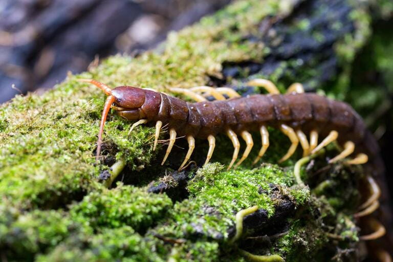 centipede (Scolopendra sp.) sleeping on a mossy tree in tropical rainforest
