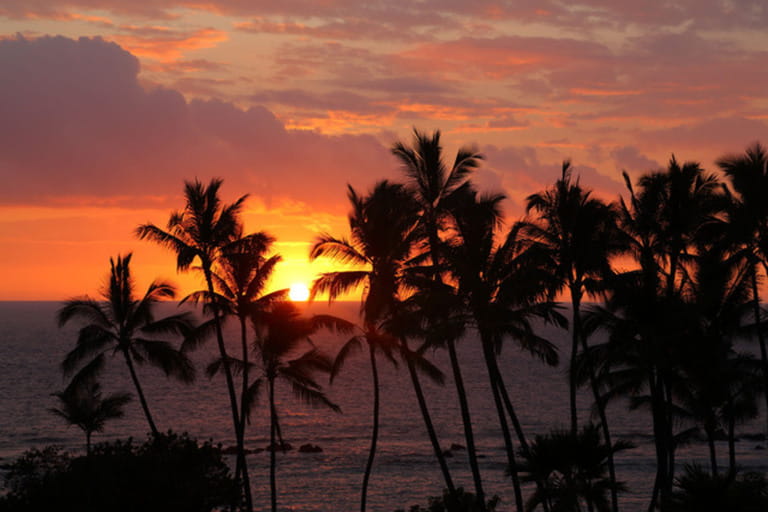 Palm trees at sunset, Kona, Hawaii