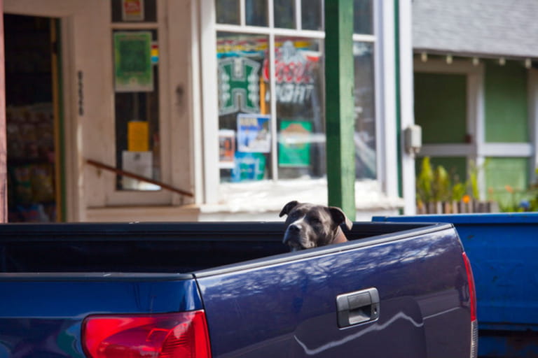Dog in the back of a truck in Kakou on Maui, Hawaii Dog in the back of a truck in Kakou on Maui, Hawaii