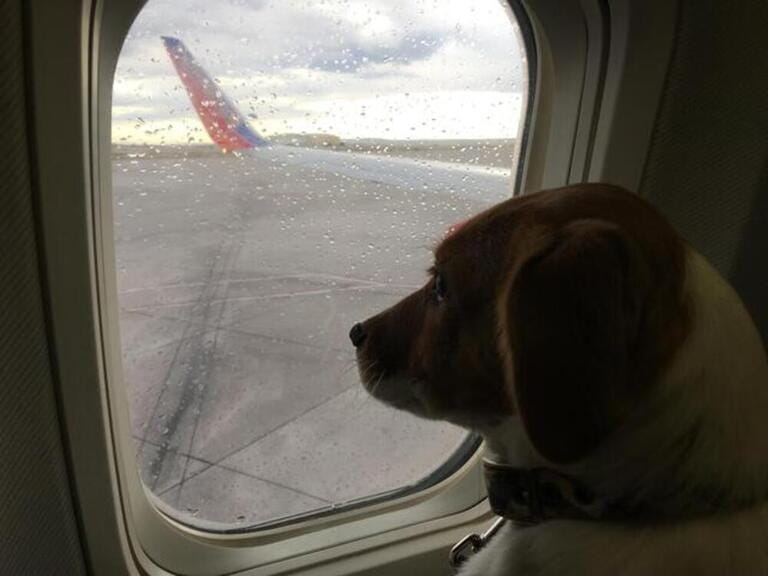 Puppy sitting in an airplane seat looking out the window. Puppy sitting in an airplane seat looking out the window.
