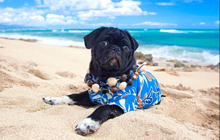 Cute Pug in Aloha shirt on beach in Hawaii