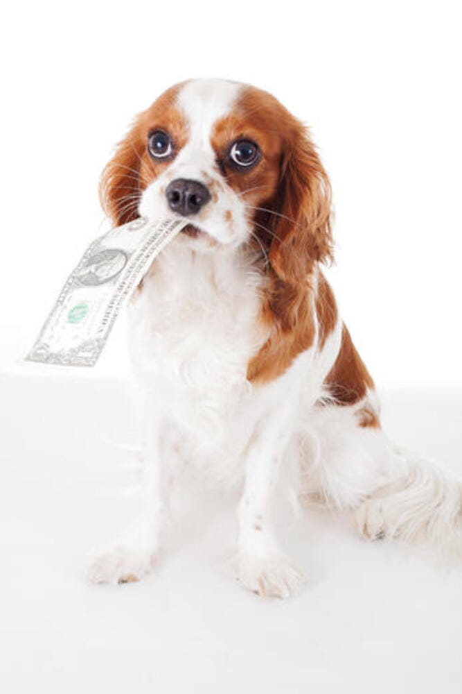 Dollar bill illustration. Dog with dollar illustrate animal costs. Spaniel dog with money. Pure bred cavalier king charles spaniel trained dog love to work. Dollar bill illustration. Dog with dollar illustrate animal costs. Spaniel dog with money. Pure bred cavalier king charles spaniel trained dog love to work.