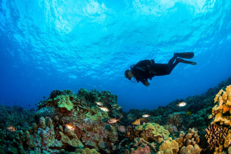Diver swims over coral reef; Island of Hawaii, Hawaii, United States of America
