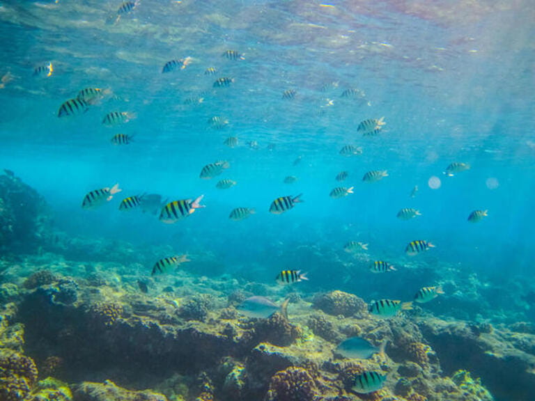 Underwater scene of striped fish in Hawaii
