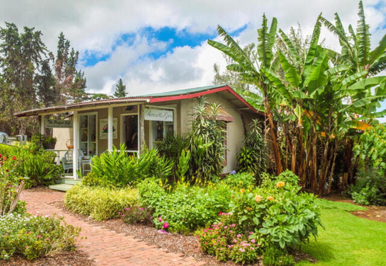 Proteas of Hawaii next to the Kula Lodge in Maui sells Hawaiian tropical flowers Proteas of Hawaii next to the Kula Lodge in Maui sells Hawaiian tropical flowers