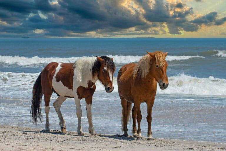 Horses by the ocean Horses by the ocean